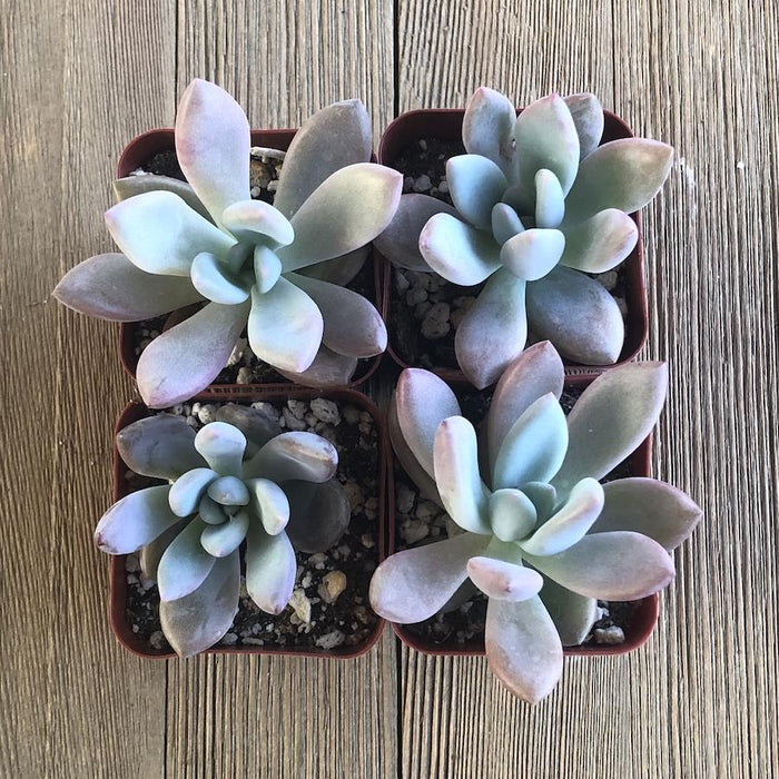 opal succulent plant Graptoveria Opalina - 2 inch