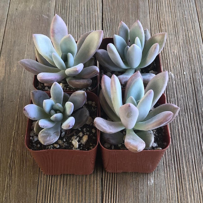 succulent opalina Graptoveria Opalina - 2 inch