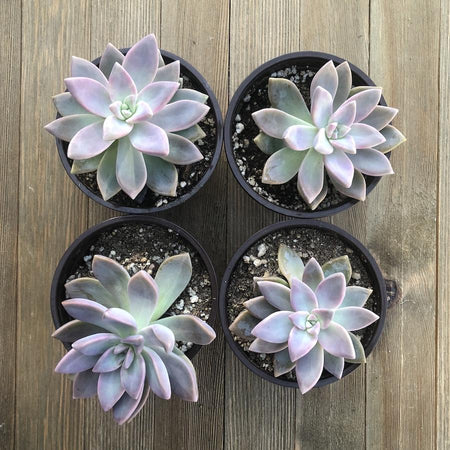 ghost lavender plant Ghost Plant - Graptopetalum paraguayense - 4 inch