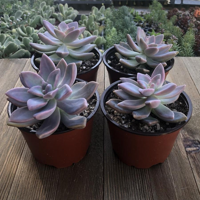ghost succulent for sale Ghost Plant - Graptopetalum paraguayense - 4 inch
