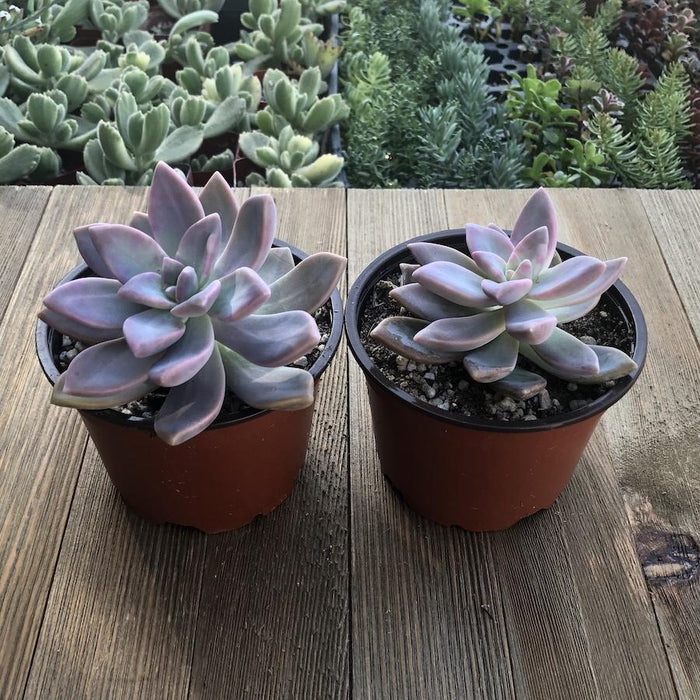 pink ghost plant succulent Ghost Plant - Graptopetalum paraguayense - 4 inch