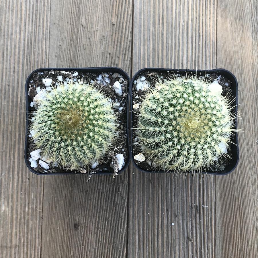 types of small round cactus Golden Barrel Cactus - Mini Echinocactus grusonii