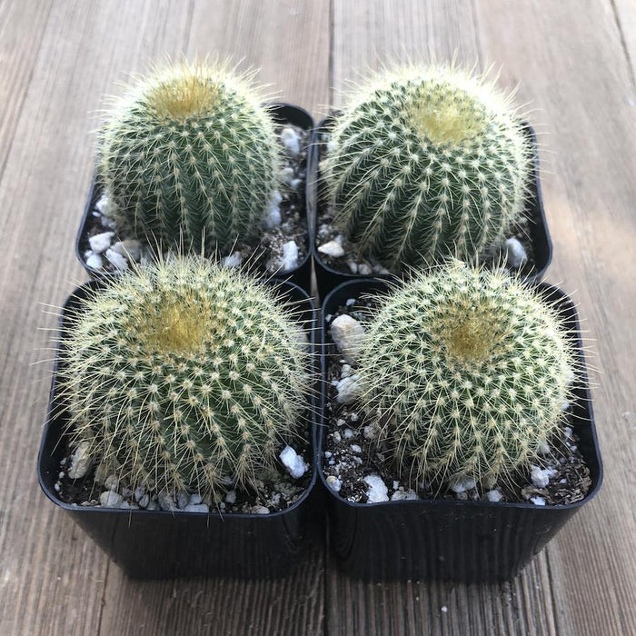 Barrel Cactus (20 pieces) - miniature base material by MiniBasing