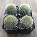 Golden Barrel Cactus - Mini Echinocactus grusonii | Plant | Harddy