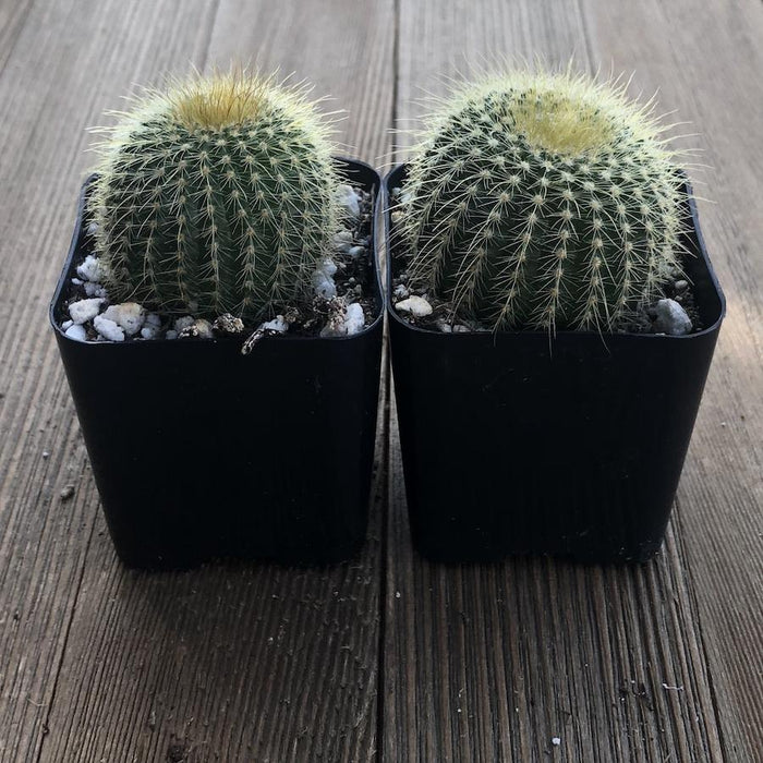 types of small round cactus Golden Barrel Cactus - Mini Echinocactus grusonii
