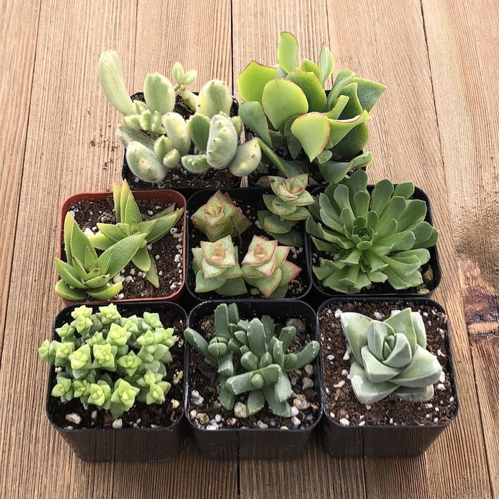 small green succulent Gorgeous Green Succulent Assorted Collection