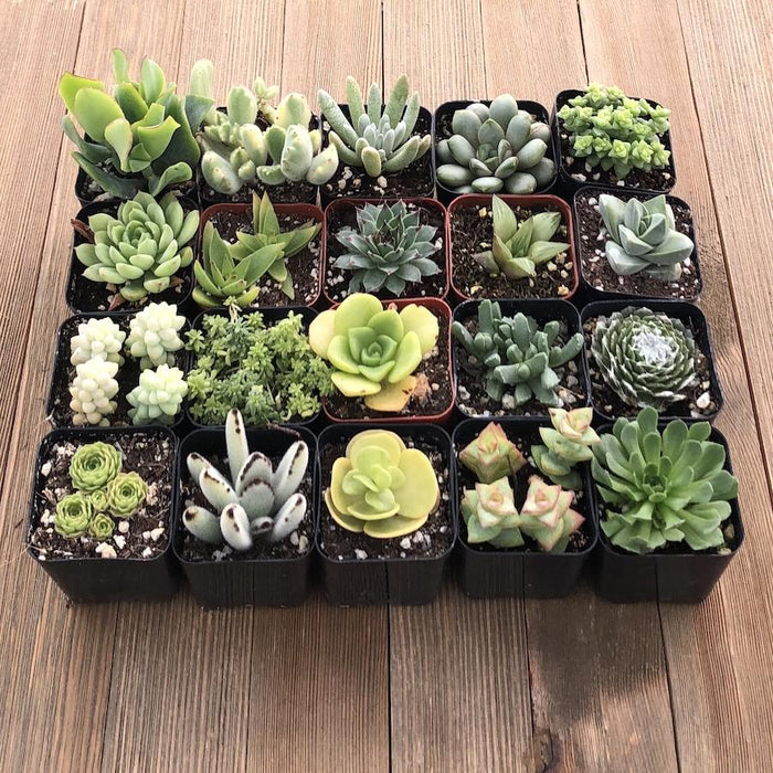 succulents greenville sc Gorgeous Green Succulent Assorted Collection