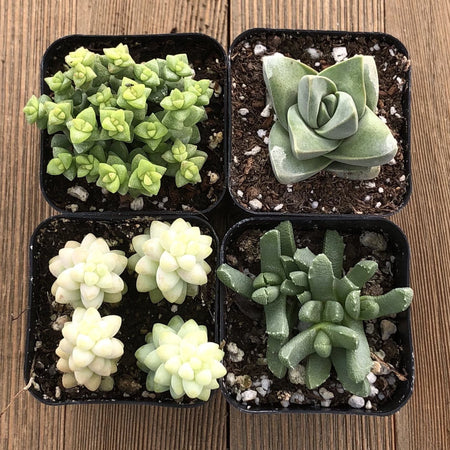 Gorgeous_Green_Succulent_Colle