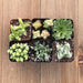 Gorgeous Green Succulent Assorted Collection | Pack | Harddy
