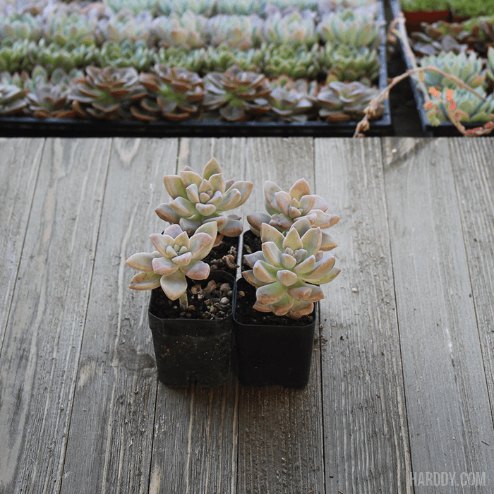Ghost Plant - Mother of Pearl - Trailing Succulent | Plant | Harddy