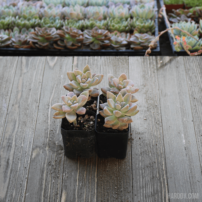 ghost plant succulent care Ghost Plant - Mother of Pearl - Trailing Succulent