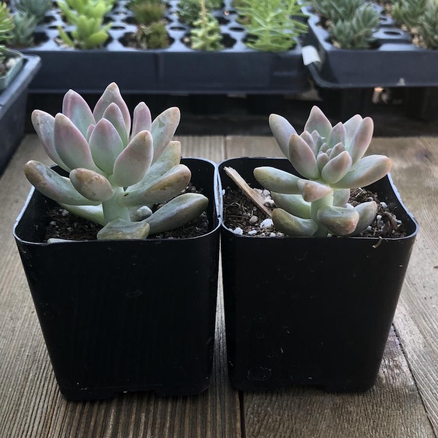 ghost plant succulent for sale Ghost Plant - Mother of Pearl - Trailing Succulent