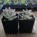 Ghost Plant - Mother of Pearl - Trailing Succulent | Plant | Harddy
