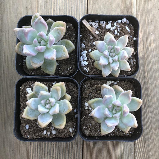 pearl succulents for sale Ghost Plant - Mother of Pearl - Trailing Succulent