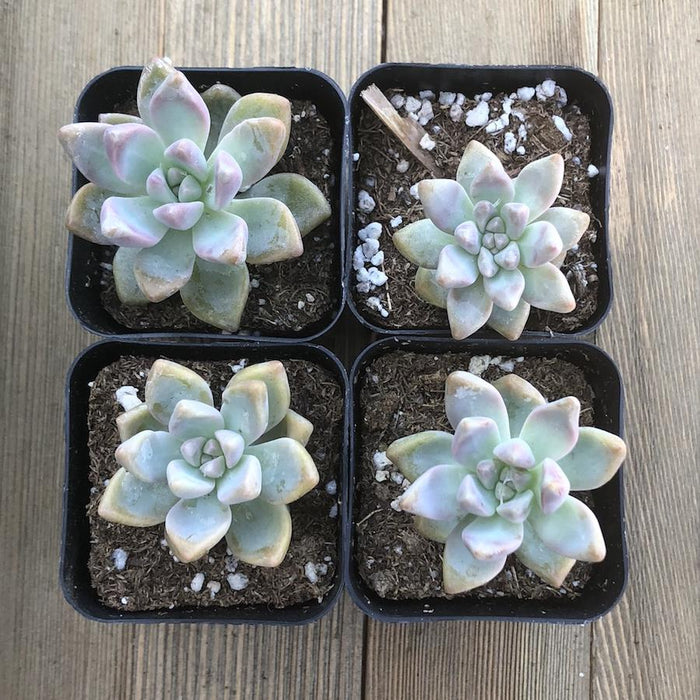 succulent mother of pearl Ghost Plant - Mother of Pearl - Trailing Succulent