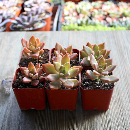 california sunset succulent turning green Graptosedum California Sunset - 2 inch