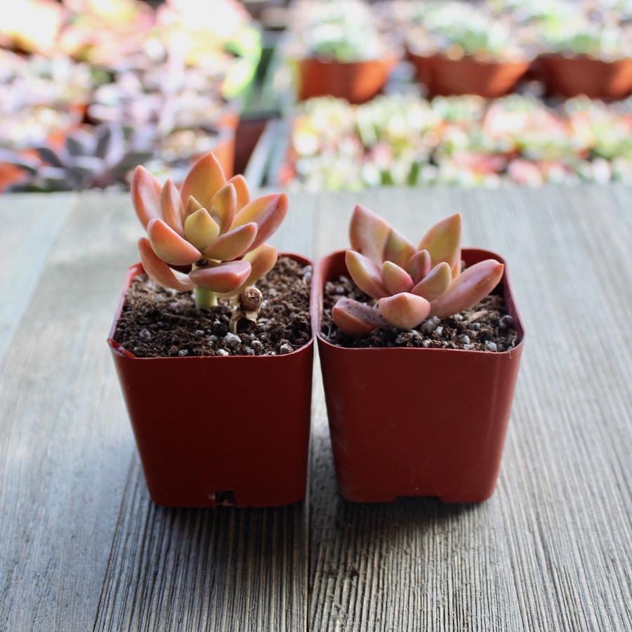 Graptosedum California Sunset - 2 inch