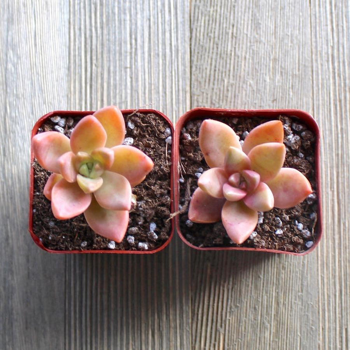 sedum sunset succulent Graptosedum California Sunset - 2 inch