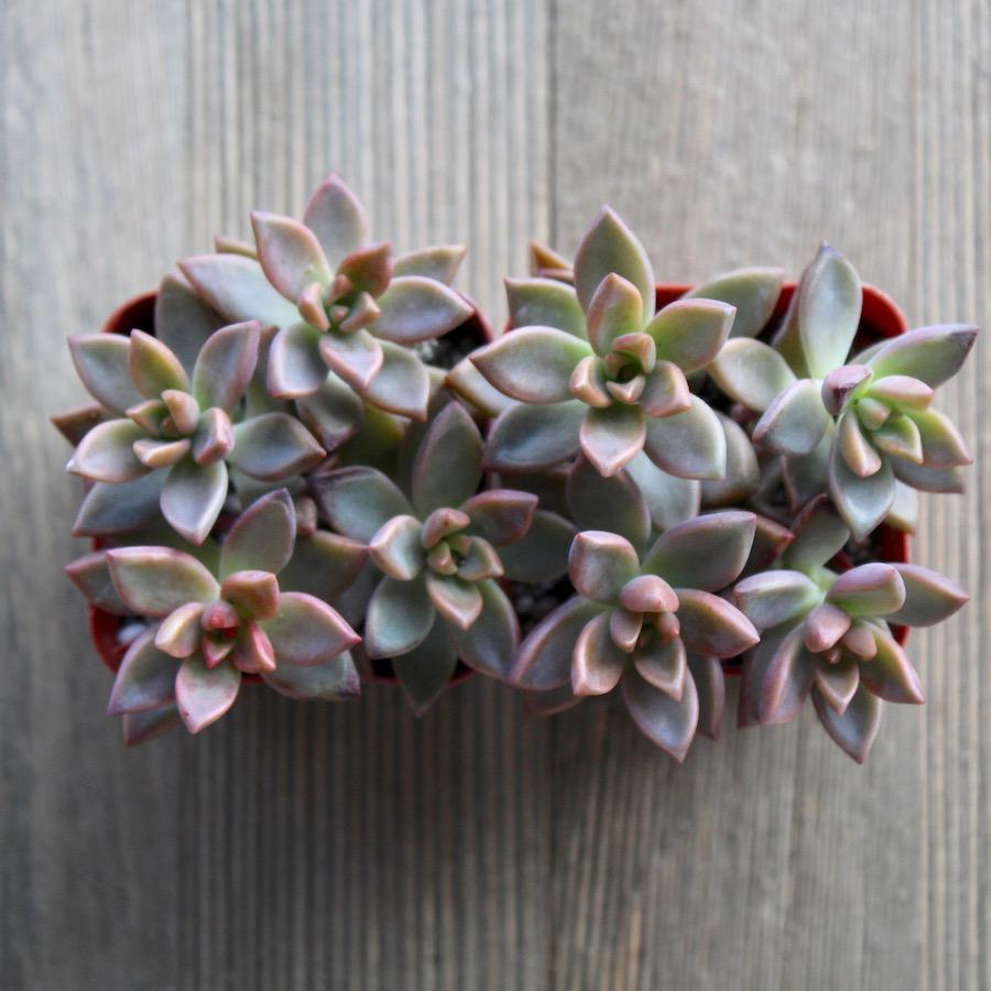 vera higgins succulent care Graptosedum Vera Higgins - 2 inch