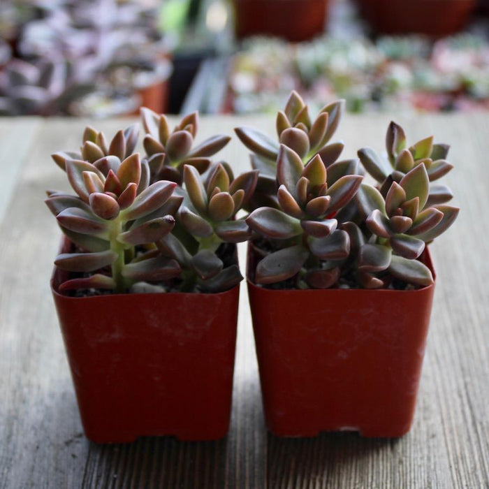 vera higgins succulent Graptosedum Vera Higgins - 2 inch