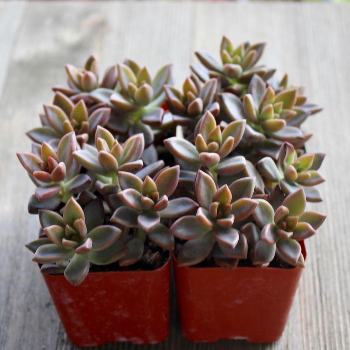 vera higgins succulent Graptosedum Vera Higgins - 2 inch