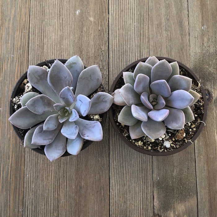 graptoveria debbie succulent Graptoveria Debbie - 4 inch