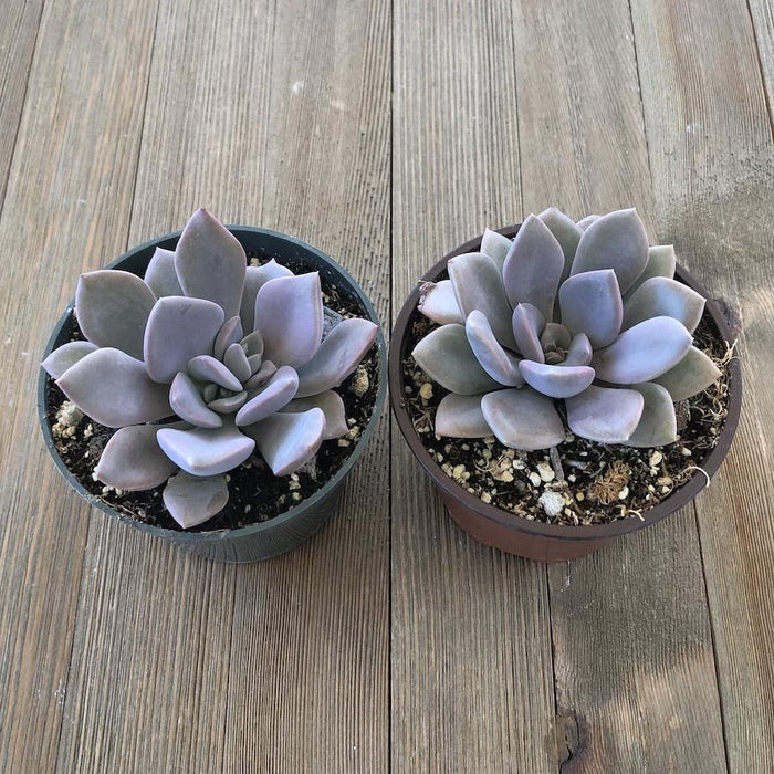succulent debbie Graptoveria Debbie - 4 inch