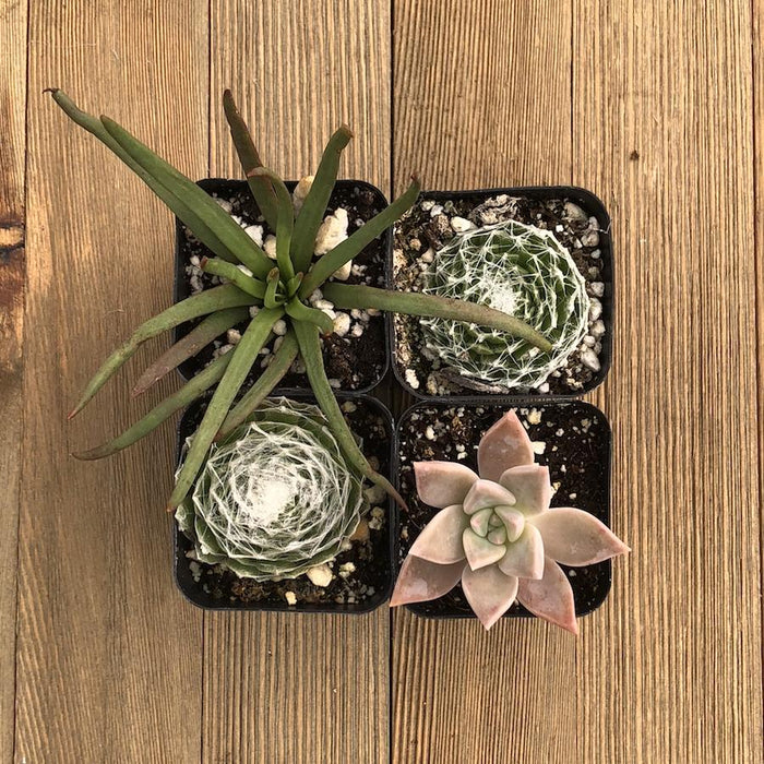 Halloween Succulents - Trick or Treat Assorted | Pack | Harddy