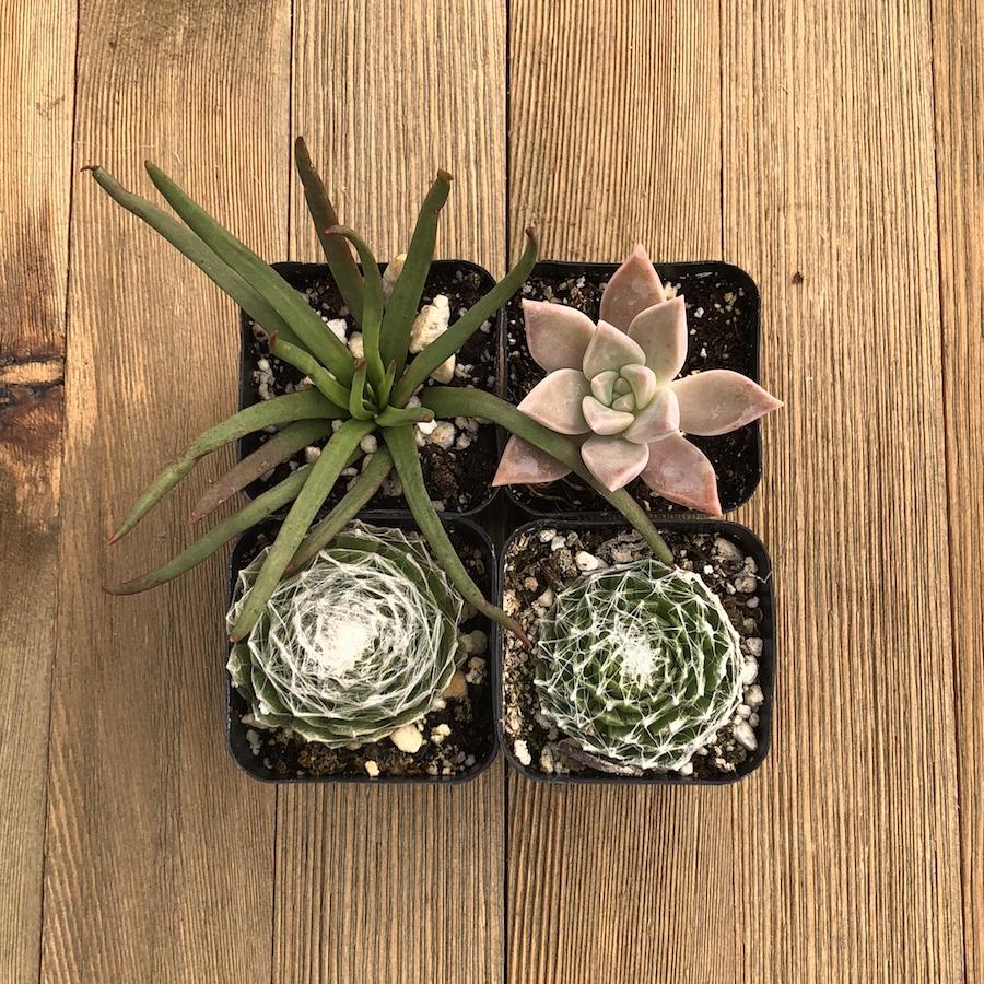 spooky succulents Halloween Succulents - Trick or Treat Assorted