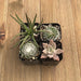 Halloween Succulents - Trick or Treat Assorted | Pack | Harddy