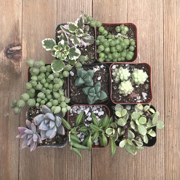 Hanging Succulents Assorted Collection | Pack | Harddy