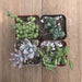 Hanging Succulents Assorted Collection | Pack | Harddy
