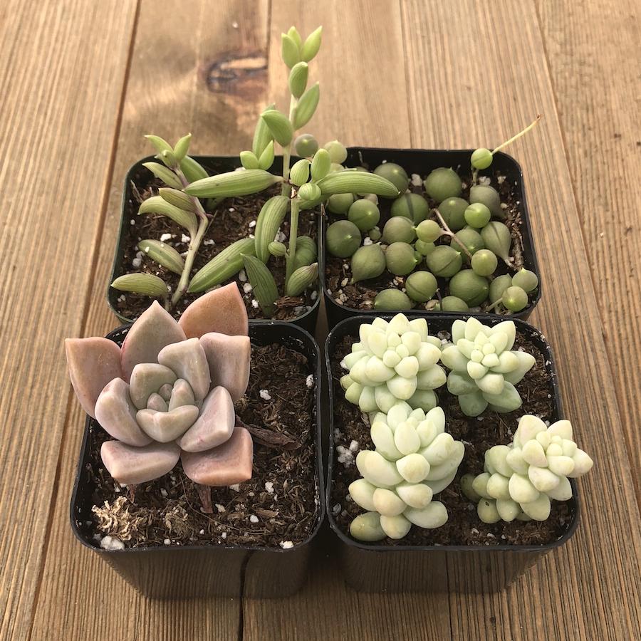 hanging succulents for sale Hanging Succulents Assorted Collection