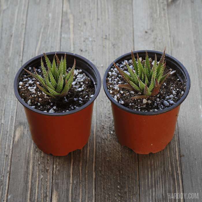white striped succulent Zebra Haworthia - Indoor Succulent - 4 Inch