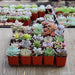 Assorted Rosette 2 inch Succulent Plants | Pack | Harddy