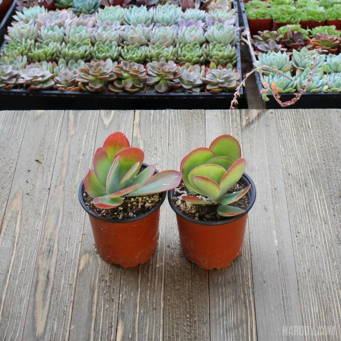 paddle plant succulent Kalanchoe Flapjack - Paddle Plant - 4 inch