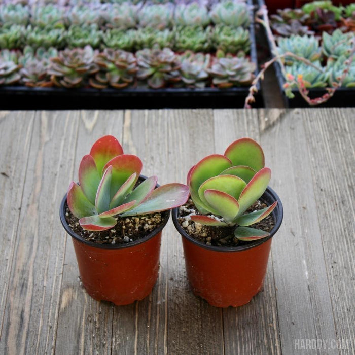 kalanchoe flapjacks succulent Kalanchoe Flapjack - Paddle Plant - 4 inch