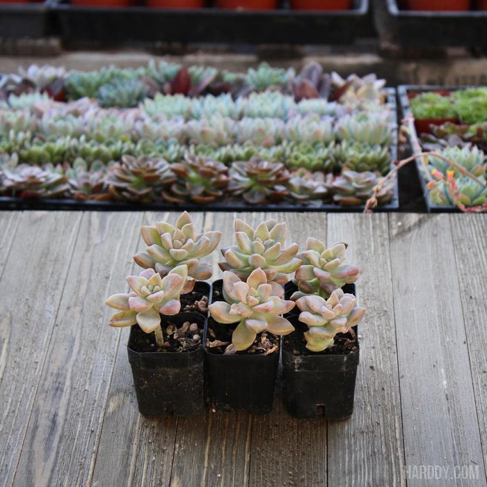 creeping succulent plants Ghost Plant - Mother of Pearl - Trailing Succulent
