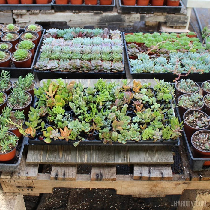 succulent plug trays Succulent Plug and Play Pack - 105 Assorted