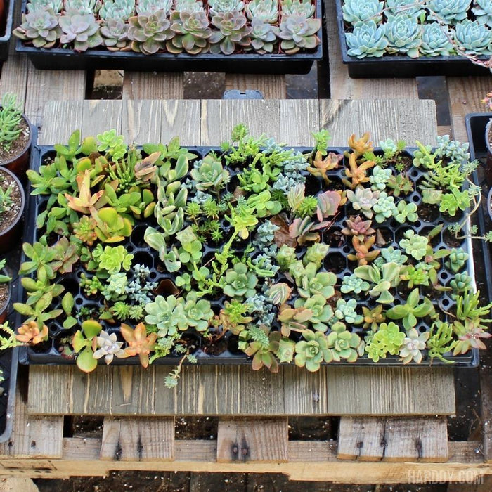 succulent plugs for sale Succulent Plug and Play Pack - 105 Assorted