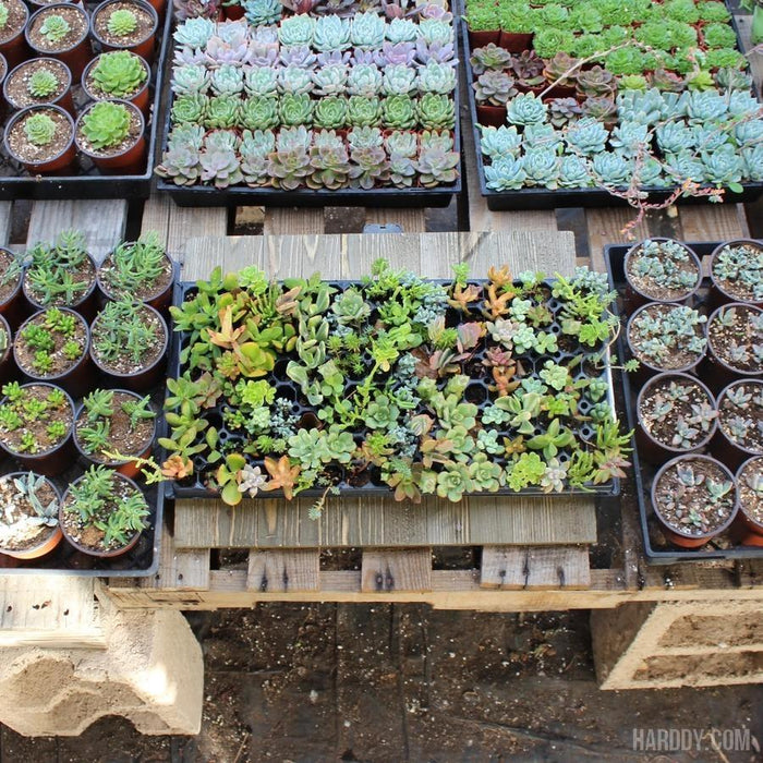 succulent growers near me Succulent Plug and Play Pack - 105 Assorted