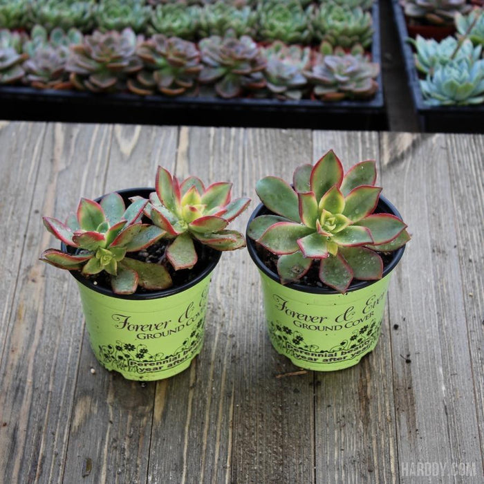 succulent tricolor Kiwi Aeonium - Aeonium Tricolor Kiwi - 4 inch