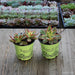 Kiwi Aeonium - Aeonium Tricolor Kiwi - 4 inch | Plant | Harddy