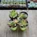 Kiwi Aeonium - Aeonium Tricolor Kiwi - 4 inch | Plant | Harddy