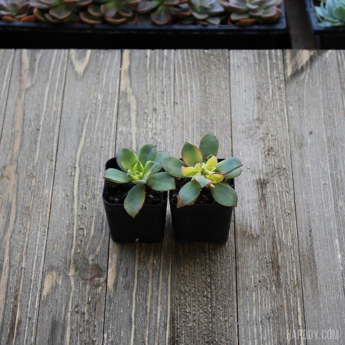 succulent aeonium kiwi Kiwi Aeonium - Aeonium Kiwi Tricolor - 2 inch