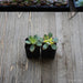 Kiwi Aeonium - Aeonium Kiwi Tricolor - 2 inch | Plant | Harddy