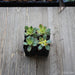 Kiwi Aeonium - Aeonium Kiwi Tricolor - 2 inch | Plant | Harddy