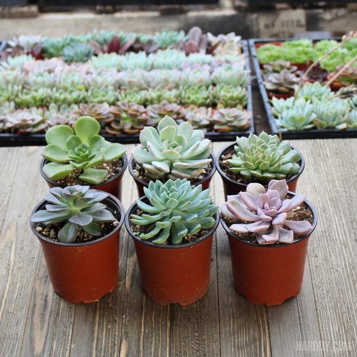 succulent company Echeveria Assorted Packs - 4 Inch
