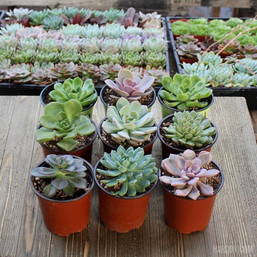 ech succulent Echeveria Assorted Packs - 4 Inch