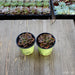 Echeveria Melaco - 4 inch | Plant | Harddy